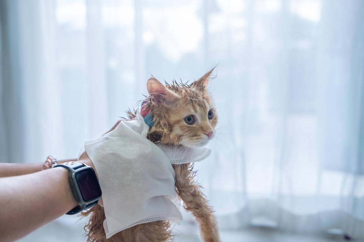 Cara Membersihkan Abu Vulkanik dari Tubuh Kucing